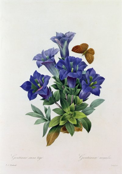 Gentiana Acaulis (barevná rytina) od Pierre Joseph Redouté