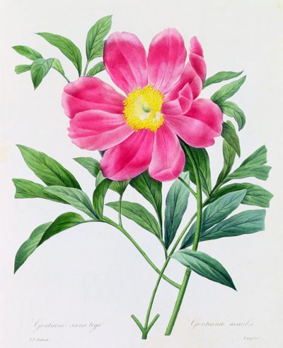Hořec bez stonku (barevné rytí) od Pierre Joseph Redouté
