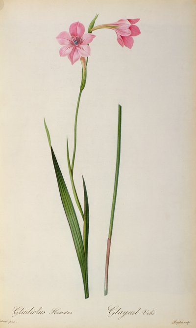 Gladiolus Hirsulus, z „Les Liliacees“, 1805 od Pierre Joseph Redouté