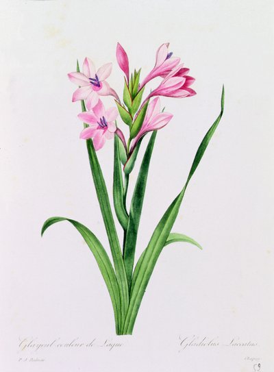 Glayeul Color of Lacquer (barevné gravírování) od Pierre Joseph Redouté