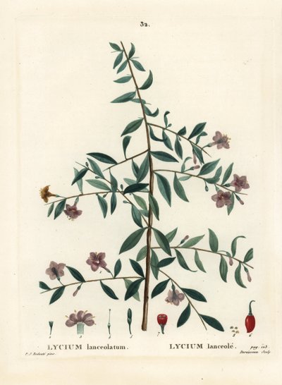 Gojibeere oder Chinesische Wolfsbeere, Lycium barbarum. Handkolorierter Stich von Du Ruisseau nach einer Illustration von Pierre-Joseph Redouté aus Henri Louis Duhamel du Monceau