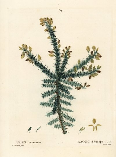 Stechginster, Ulex europaeus. Handkolorierter Stich von Moret nach einer Illustration von Pierre-Joseph Redouté aus Henri Louis Duhamel du Monceau