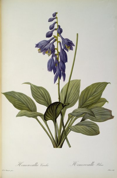 Hemerocallis Caerulea, z „Les Liliacees“, 1806 od Pierre Joseph Redouté