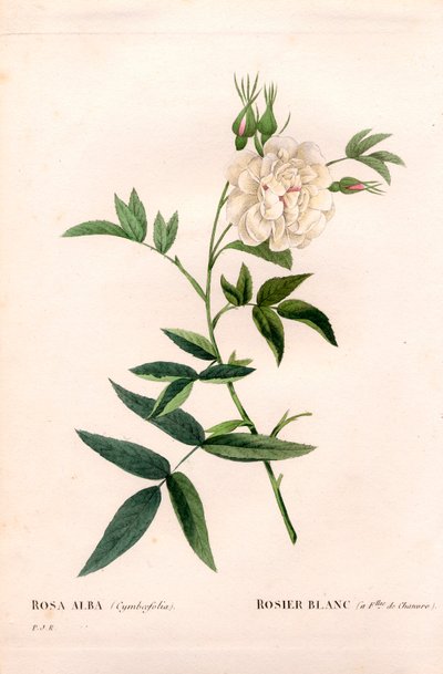 Bílá růže konopná, Rosa alba var. cannabifolia, bílá růže s listy konopí. Ručně kolorovaná tečkovaná mědirytina z díla Pierra Josepha Redouta „“Les Roses,” Paris od Pierre Joseph Redouté