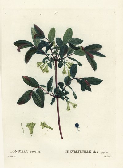 Honigbeere, Haskap-Beere, Blaufrüchtiges Geißblatt oder Süßbeere, Lonicera caerulea von Pierre Joseph Redouté