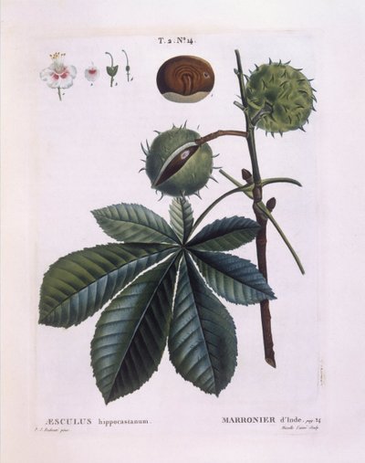 Jírovec nebo kaštanovník (Aesculus hippocastanum), Henry Louis Duhamel du Monceau, botanická deska Pierre Joseph Redouté od Pierre Joseph Redouté