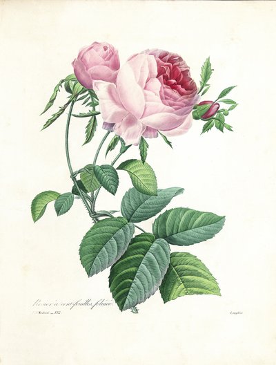 Růže stoklasá, rytina Langlois, z knihy "Choix des Plus Belles Fleurs et des Plus Beaux Fruits", díl I, 1827-33 od Pierre Joseph Redouté