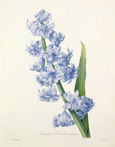 Hyacinthus orientalis (hyacint obecný), vyrytý Victorem, z „Výběr nejkrásnějších květin“, 1827 od Pierre Joseph Redouté
