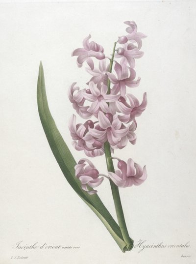 Orientální růžová odrůda hyacintu, Hyacinthus orientalis, z Choice of the Most Beautiful Flowers and Most Beautiful Fruits, 1827 (ručně kolorovaná tečkovaná rytina) od Pierre Joseph Redouté