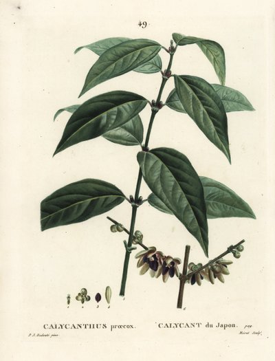 Japonské nové koření, Chimonanthus praecox (Calycanthus praecox). Ručně kolorovaná tečkovaná rytina od Moreta podle ilustrace Pierra-Josepha Redoutea z Treat des Arbres et Shrustes, Paříž Henriho Louise Duhamela du Moncel od Pierre Joseph Redouté