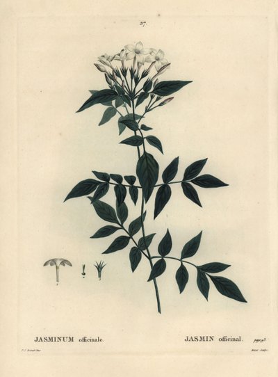 Jasmín, Jasminum officinale. Ručně kolorovaná tečkovaná rytina od Moreta podle ilustrace Pierre-Joseph Redoute z Treat des Arbres et Shrustes, Paříž Henriho Louise Duhamela du Moncel od Pierre Joseph Redouté