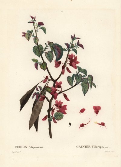 Jidášův strom, Cercis siliquastrum. Ručně kolorovaná tečkovaná rytina od Tassaerta podle ilustrace Pierre-Josepha Redoute z Treat des Trees et Shrustes, Paříž Henriho Louise Duhamela du Moncel od Pierre Joseph Redouté