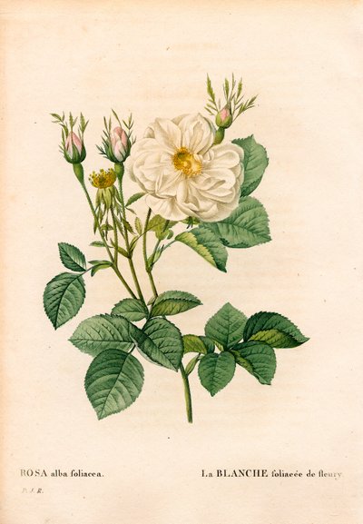 Blättrige weiße Rose von Fleury, Rosa alba Varietät, la blanc foliaceee de Fleury. Handkolorierte Punktkupferstich aus Pierre Joseph Redouté