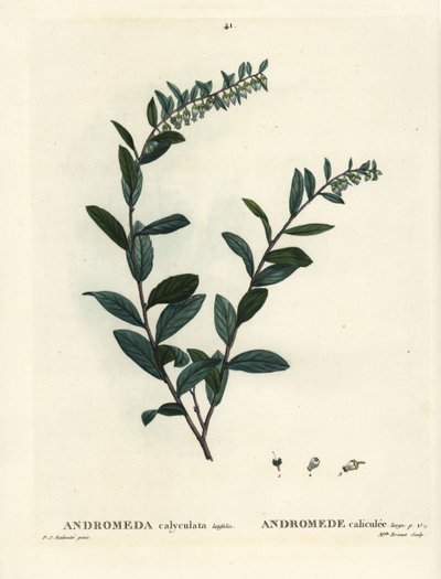 Leatherleaf, Chamaedaphne calyculata (Andromeda calyculata). Ručně kolorovaná tečkovaná rytina slečny Brenetové podle ilustrace Pierra-Josepha Redoutea z Treat des Arbres et Shrustes, Paříž Henriho Louise Duhamela du Moncel od Pierre Joseph Redouté