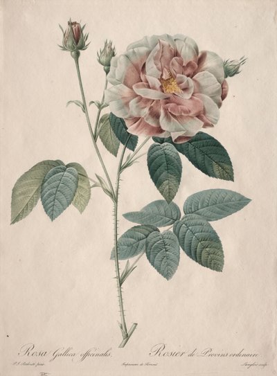 Růže: Rosa Gallica od Pierre Joseph Redouté