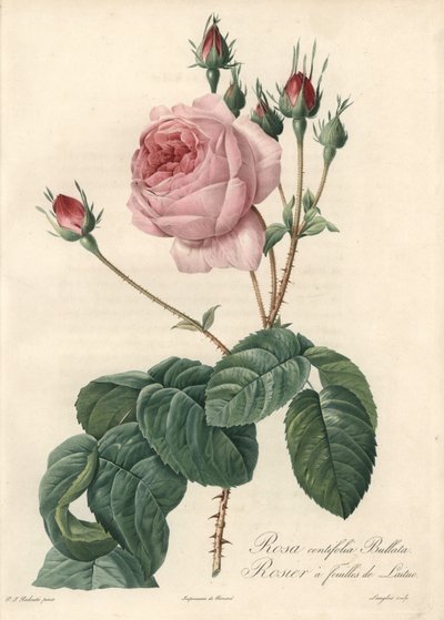 Salátová listová růže - Eau forte de Langlois, podle ilustrace Pierra Josepha Redouta (1759-1840), z Les Roses od Pierre Joseph Redouté