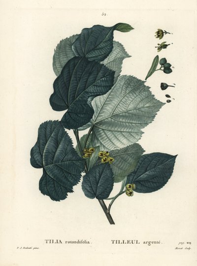 Lindenbaum, Tilia rotundifolia. Handkolorierte Punktstichgravur von Moret nach einer Illustration von Pierre-Joseph Redouté aus Henri Louis Duhamel du Moncels „Traité des Arbres et Arbustes“, Paris von Pierre Joseph Redouté