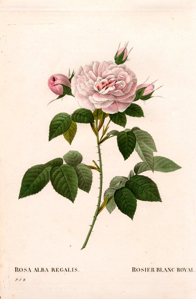 Panenská růžová tvářenka, královská bílá růže, Rosa alba var. incarnata. Ručně kolorovaná tečkovaná mědirytina z díla Pierra Josepha Redouta „“Les Roses,” Paris od Pierre Joseph Redouté