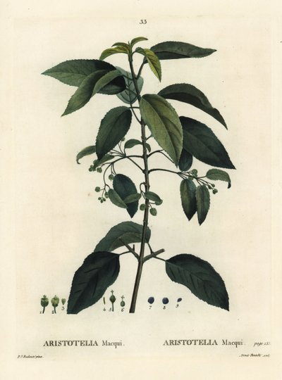Maqui oder chilenische Weinbeere, Aristotelia chilensis (Aristotelia macqui). Handkolorierte Punktstichgravur von Aimee nach einer Illustration von Pierre-Joseph Redouté aus Henri Louis Duhamel du Moncels „Traité des Arbres et Arbustes“, Paris von Pierre Joseph Redouté