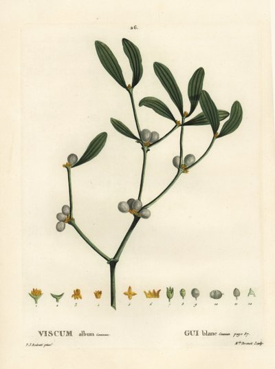 Jmelí, album Visum. Ručně kolorovaná tečkovaná rytina slečny Brenetové podle ilustrace Pierra-Josepha Redoutea z Treat des Arbres et Shrustes, Paříž Henriho Louise Duhamela du Moncel od Pierre Joseph Redouté