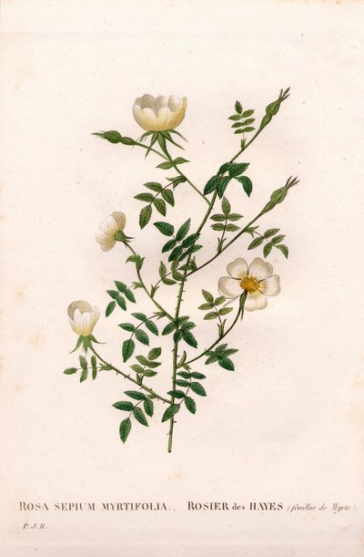 Myrtlolistá růže živého plotu, odrůda Rosa aggrestis, Rose des Hayes s listy myrty. Ručně kolorovaná tečkovaná mědirytina z díla Pierra Josepha Redouta „“Les Roses,” Paris od Pierre Joseph Redouté