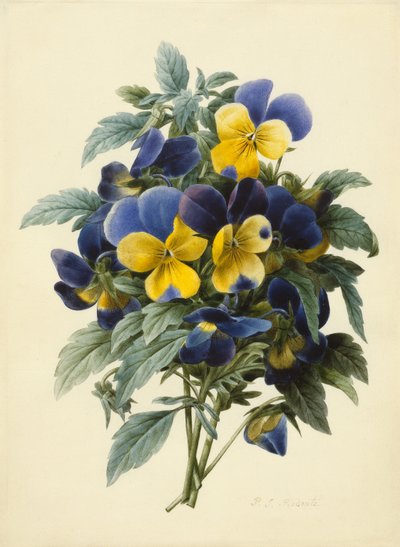 Macešky (barevné rytí) od Pierre Joseph Redouté