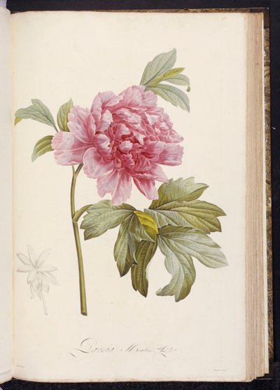 Pivoňka, z „Popisu vzácných a kultivovaných rostlin v Malmaison a Navarre“ od Aime Bonpland, 1812-14 od Pierre Joseph Redouté