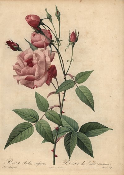 Závěsný od Pierre Joseph Redouté