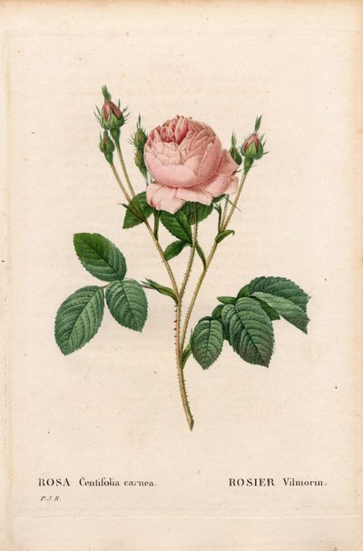 Růžový Vilmorin, Rosa Centifolia Vilmorin. Ručně kolorovaná tečkovaná mědirytina z díla Pierra Josepha Redouta „“Les Roses,” Paris od Pierre Joseph Redouté