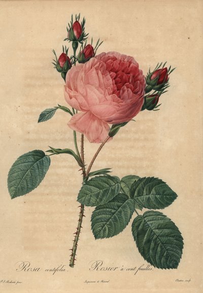 Růžová kapustová růže nebo Provence růže, Rosa centifolia od Pierre Joseph Redouté