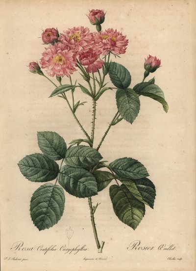 Růže karafiátovo-okvětní kapusta, Rosa centifolia od Pierre Joseph Redouté