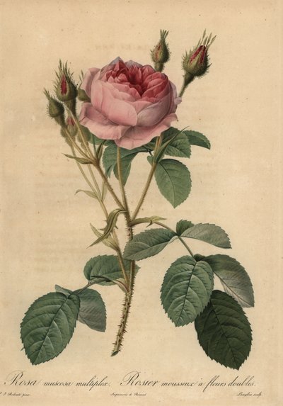 Růžová mechová růže, Rosa centifolia f. muscosa od Pierre Joseph Redouté