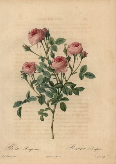 Závěsný od Pierre Joseph Redouté