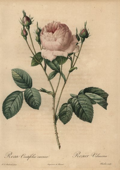 Růžová růže, Rosa centifolia carnea od Pierre Joseph Redouté