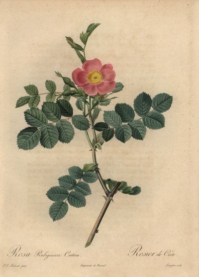 Rosa rubiginosa von Pierre Joseph Redouté