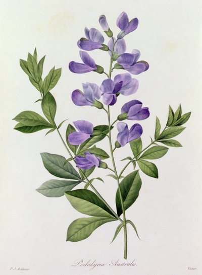 Podalyria Australis (barevná rytina) od Pierre Joseph Redouté