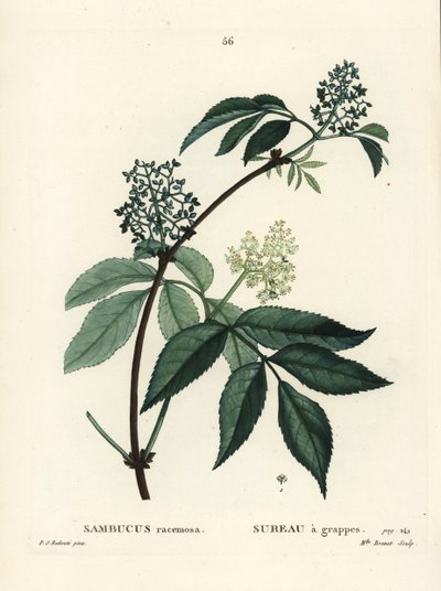 Bez červený nebo bez červenoplodý, Sambucus racemosa. Ručně kolorovaná tečkovaná rytina slečny Brenetové podle ilustrace Pierra-Josepha Redoutea z Treat des Arbres et Shrustes, Paříž Henriho Louise Duhamela du Moncel od Pierre Joseph Redouté