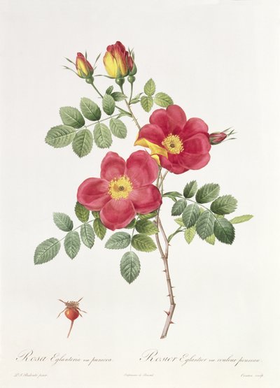 Rosa Eglantera Punicea od Pierre Joseph Redouté