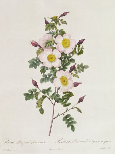 Rosa Pimpinelli-Folia Inermis von Pierre Joseph Redouté