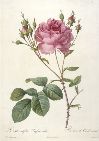 Rosa centifolia Anglica rubra, Rosier de Cumberland, aus Les Roses, 1817-24 von Pierre Joseph Redouté