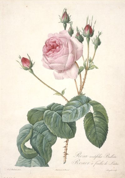 Rosa centifolia Bullata, Růžový keř s listy salátu, z Les Roses, 1817-24 (ručně kolorovaná tečkovaná rytina) od Pierre Joseph Redouté