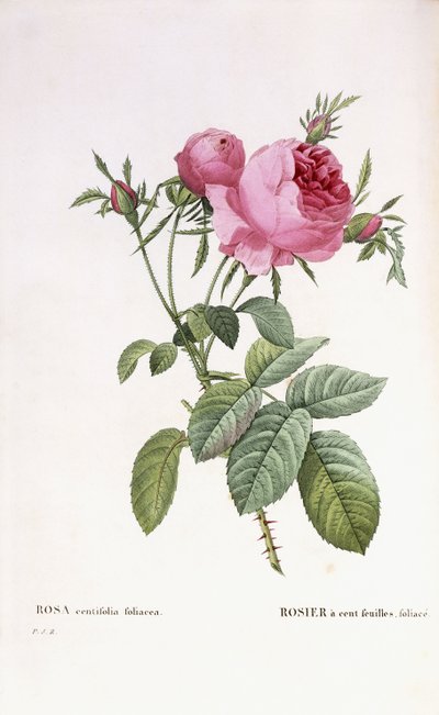 Rosa centifolia foliacea od Pierre Joseph Redouté
