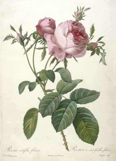 Rosa centifolia foliacea, Rosier a cent feuilles, foliace, z Les Roses, 1817-24 (ručně kolorovaná tečkovaná rytina) od Pierre Joseph Redouté