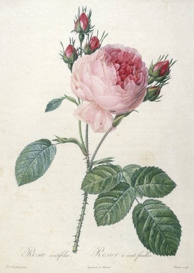 Rosa centifolia, Rosier a cent-feuilles, z Les Roses, 1817-24 (ručně kolorovaná tečkovaná rytina) od Pierre Joseph Redouté