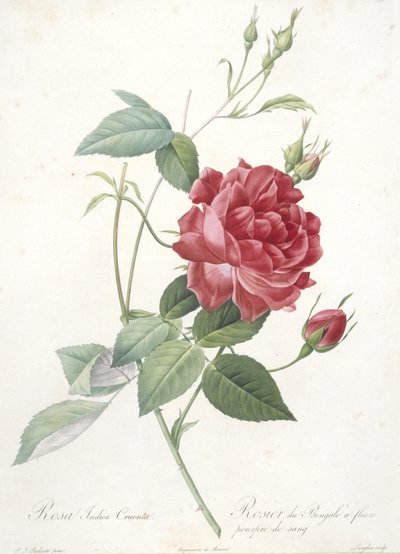 Rosa indica cruenta, bengálská růže s krvavě fialovými květy, z Les Roses, 1817-24 (ručně kolorovaná tečkovaná rytina) od Pierre Joseph Redouté