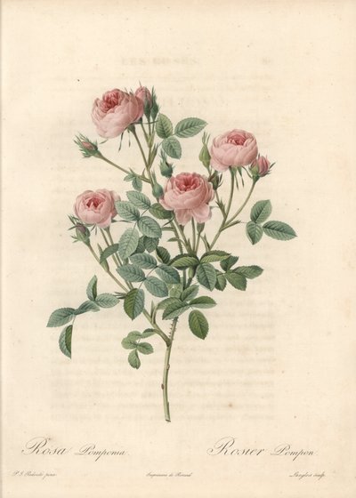 Rose de Meaux s růžovými květy - Lept od Langloise, podle ilustrace Pierra Josepha Redouta (1759-1840), z Les Roses od Pierre Joseph Redouté