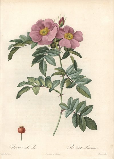 Růže z Virginie, s růžovými květy - Eau forte de Bessin, podle ilustrace Pierra Josepha Redouta (1759-1840), z Les Roses od Pierre Joseph Redouté