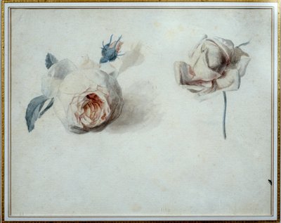 Studie růží Akvarel od Pierra Josepha Redouta (1759-1840) Malmaison 19. století, zámecké muzeum. od Pierre Joseph Redouté