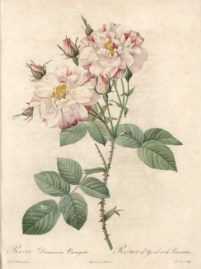 Rosier de Damascus, Varietät York und Lancaster - Radierung von Bessin, nach einer Illustration von Pierre Joseph Redoute, aus Les Roses von Pierre Joseph Redouté