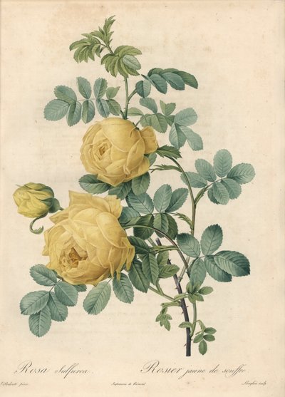 Rosier des Turks - Eau forte de Langlois, na základě ilustrace Pierra Josepha Redoute (1759-1840), z Les Roses od Pierre Joseph Redouté